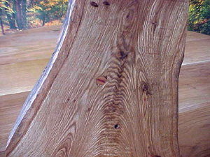 oak tree bench