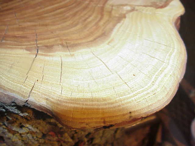 wihte rings the edge of a Honey Locust tree