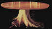 Rootball stump table with solid oak top.