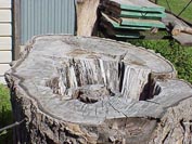 Mulberry stump in yard.